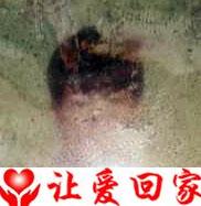 杨小平